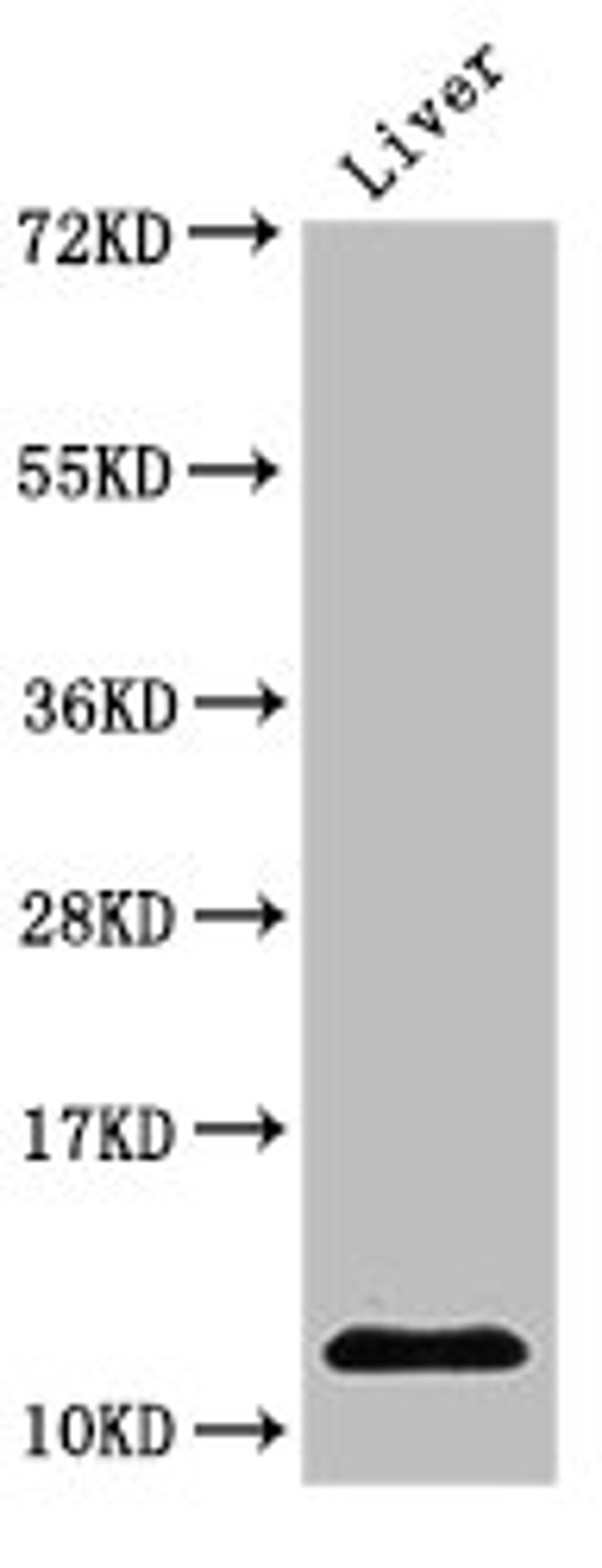 Western Blot. Positive WB detected in: Rat liver tissue. All lanes: HIST1H4A antibody at 2µg/ml. Secondary. Goat polyclonal to rabbit IgG at 1/50000 dilution. Predicted band size: 12 kDa. Observed band size: 12 kDa