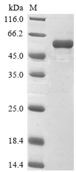 (Tris-Glycine gel) Discontinuous SDS-PAGE (reduced) with 5% enrichment gel and 15% separation gel.