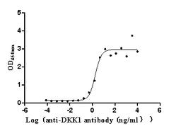 The Binding Activity of Human DKK1 with Anti-DKK1 Recombinant Antibody. Activity: Measured by its binding ability in a functional ELISA. Immobilized Human DKK1 (CSB-MP006920HU(A4)) at 2 μg/mL can bind Anti-DKK1 recombinant antibody, the EC<sub>50</sub> is 1.283-2.544 ng/mL.