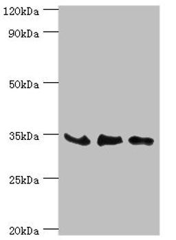 Western blot. All lanes: SRM antibody at 8µg/ml. Lane 1: PC-3 whole cell lysate. Lane 2: Hela whole cell lysate. Lane 3: HepG2 whole cell lysate. Secondary. Goat polyclonal to rabbit IgG at 1/10000 dilution. Predicted band size: 34 kDa. Observed band size: 34 kDa