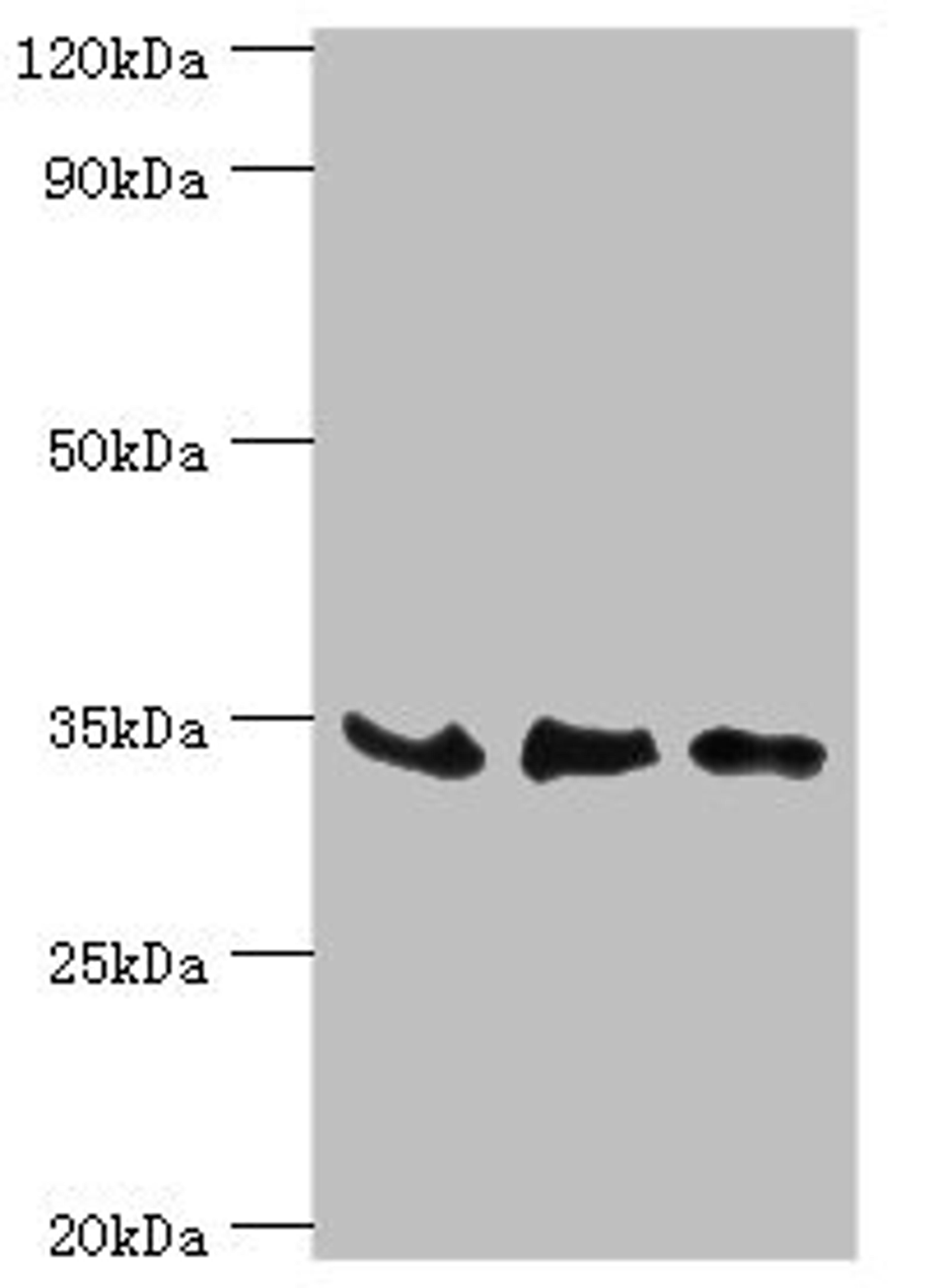 Western blot. All lanes: SRM antibody at 8µg/ml. Lane 1: PC-3 whole cell lysate. Lane 2: Hela whole cell lysate. Lane 3: HepG2 whole cell lysate. Secondary. Goat polyclonal to rabbit IgG at 1/10000 dilution. Predicted band size: 34 kDa. Observed band size: 34 kDa