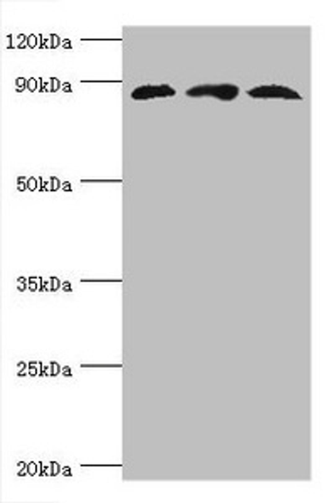 Western blot. All lanes: Cullin-1 antibody at 6ug/ml. Lane 1: PC-3 whole cell lysate. Lane 2: K562 whole cell lysate. Lane 3: Hela whole cell lysate. Secondary. Goat polyclonal to rabbit IgG at 1/10000 dilution. Predicted band size: 90 kDa. Observed band size: 90 kDa. 