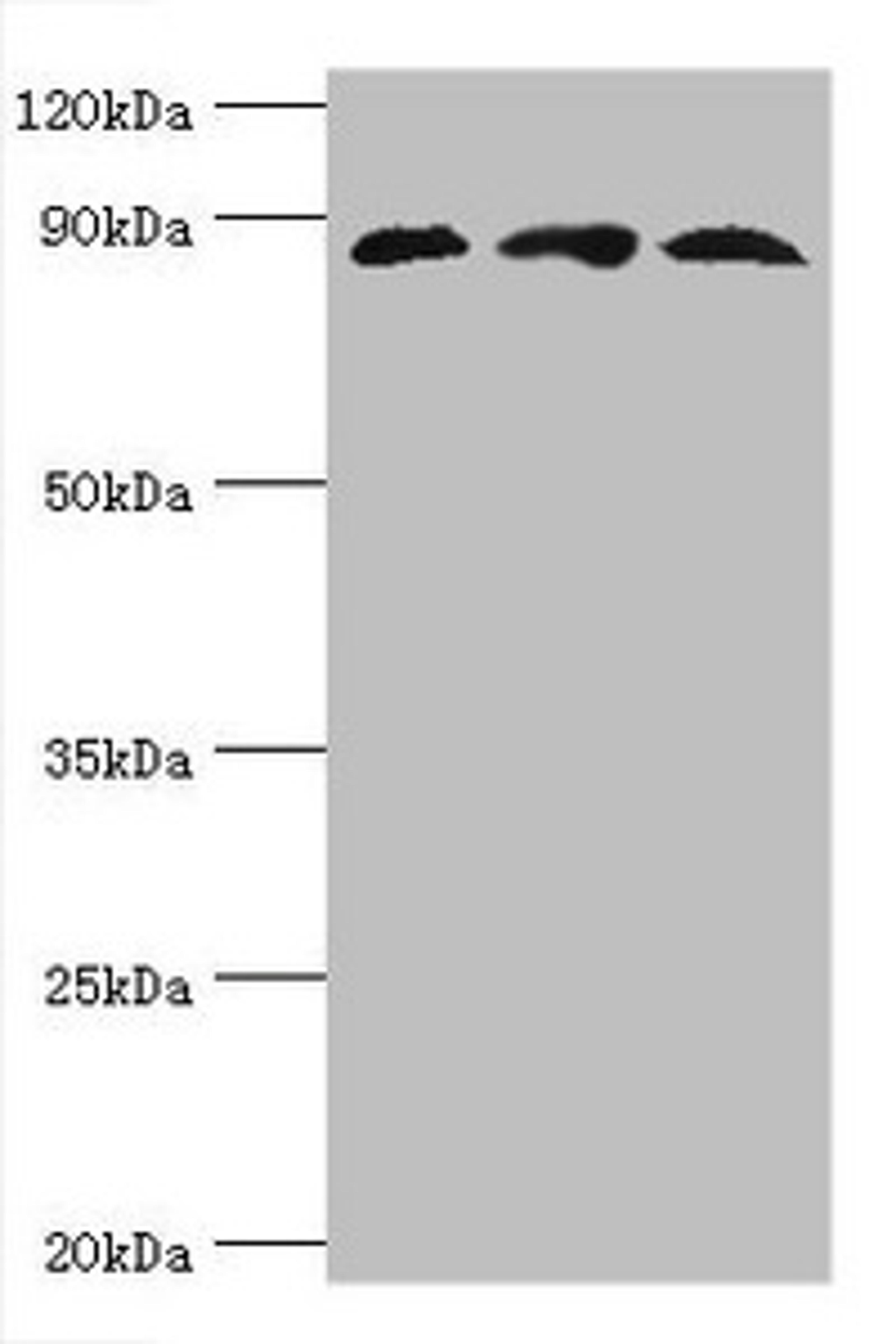Western blot. All lanes: Cullin-1 antibody at 6ug/ml. Lane 1: PC-3 whole cell lysate. Lane 2: K562 whole cell lysate. Lane 3: Hela whole cell lysate. Secondary. Goat polyclonal to rabbit IgG at 1/10000 dilution. Predicted band size: 90 kDa. Observed band size: 90 kDa. 