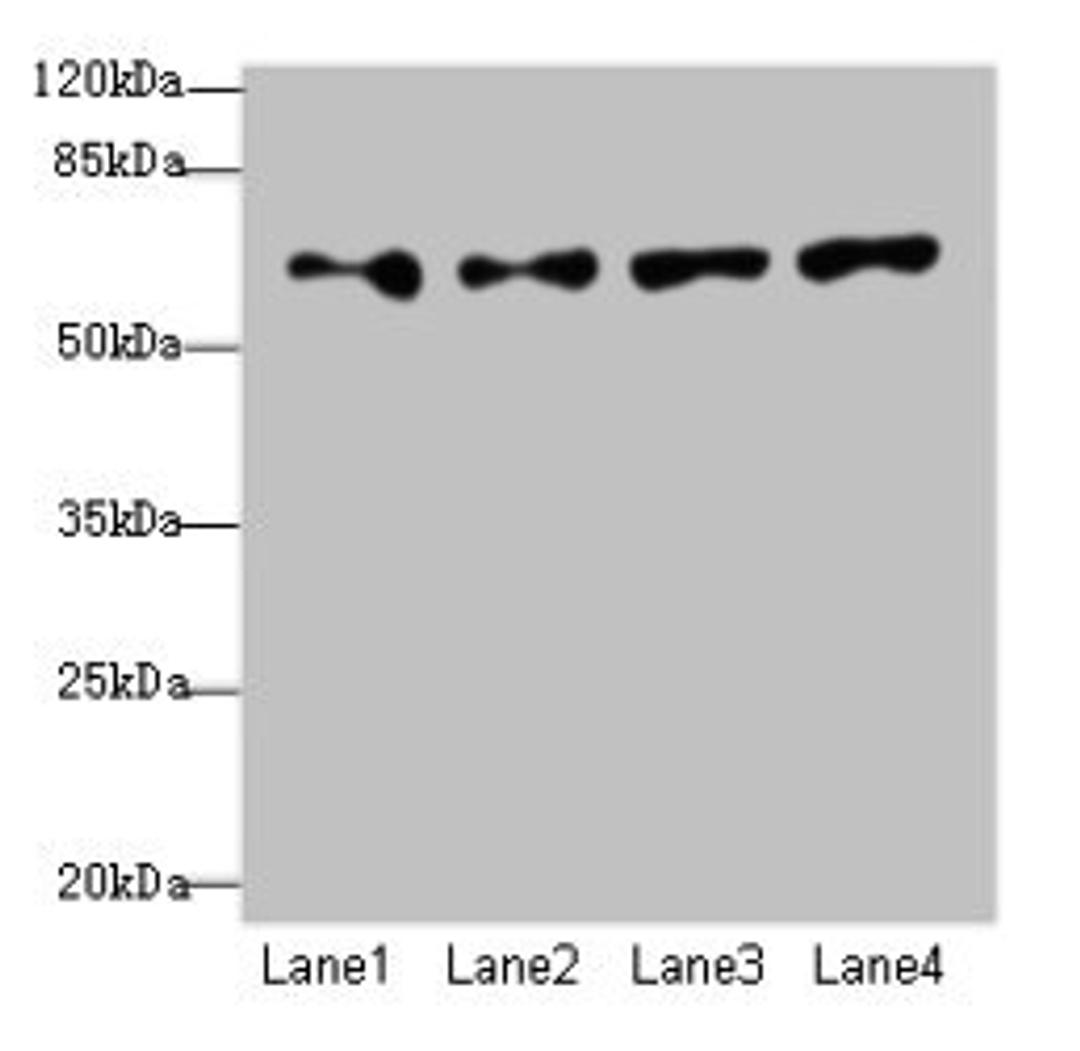 Western blot. All lanes: CFAP52 antibody at 4µg/ml. Lane 1: HepG2 whole cell lysate. Lane 2: K562 whole cell lysate. Lane 3: U937 whole cell lysate. Lane 4: A549 whole cell lysate. Secondary. Goat polyclonal to rabbit IgG at 1/10000 dilution. Predicted band size: 69, 70, 61 kDa. Observed band size: 69 kDa