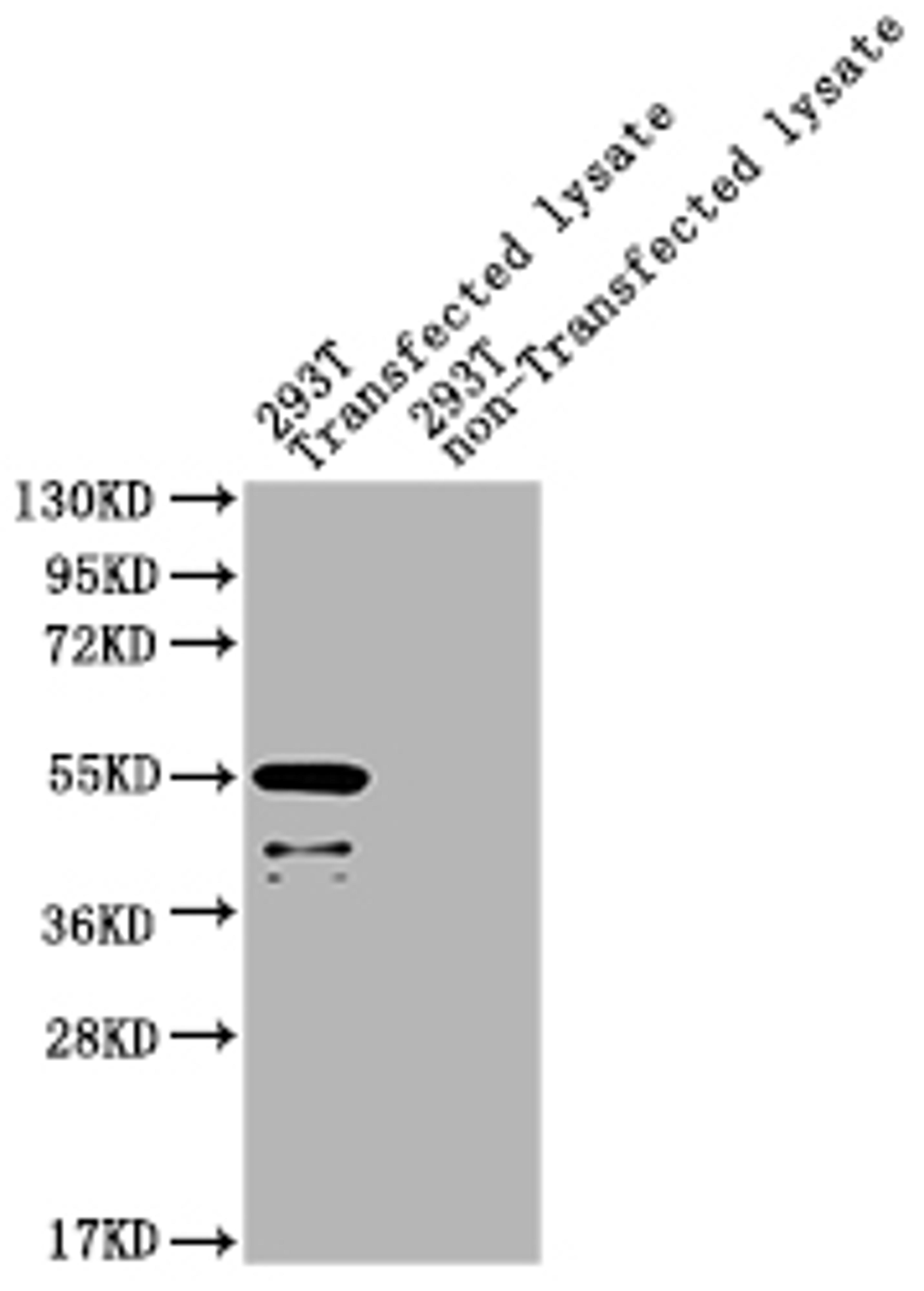 Western Blot.  Positive WB detected in: eta 293T Transfected lysate, 293T non-Transfected lysate.  All lanes: eta antibody at 1:2000.  Secondary.  Goat polyclonal to rabbit IgG at 1/50000 dilution.  Predicted band size: 55 kDa.  Observed band size: 55 kDa. 