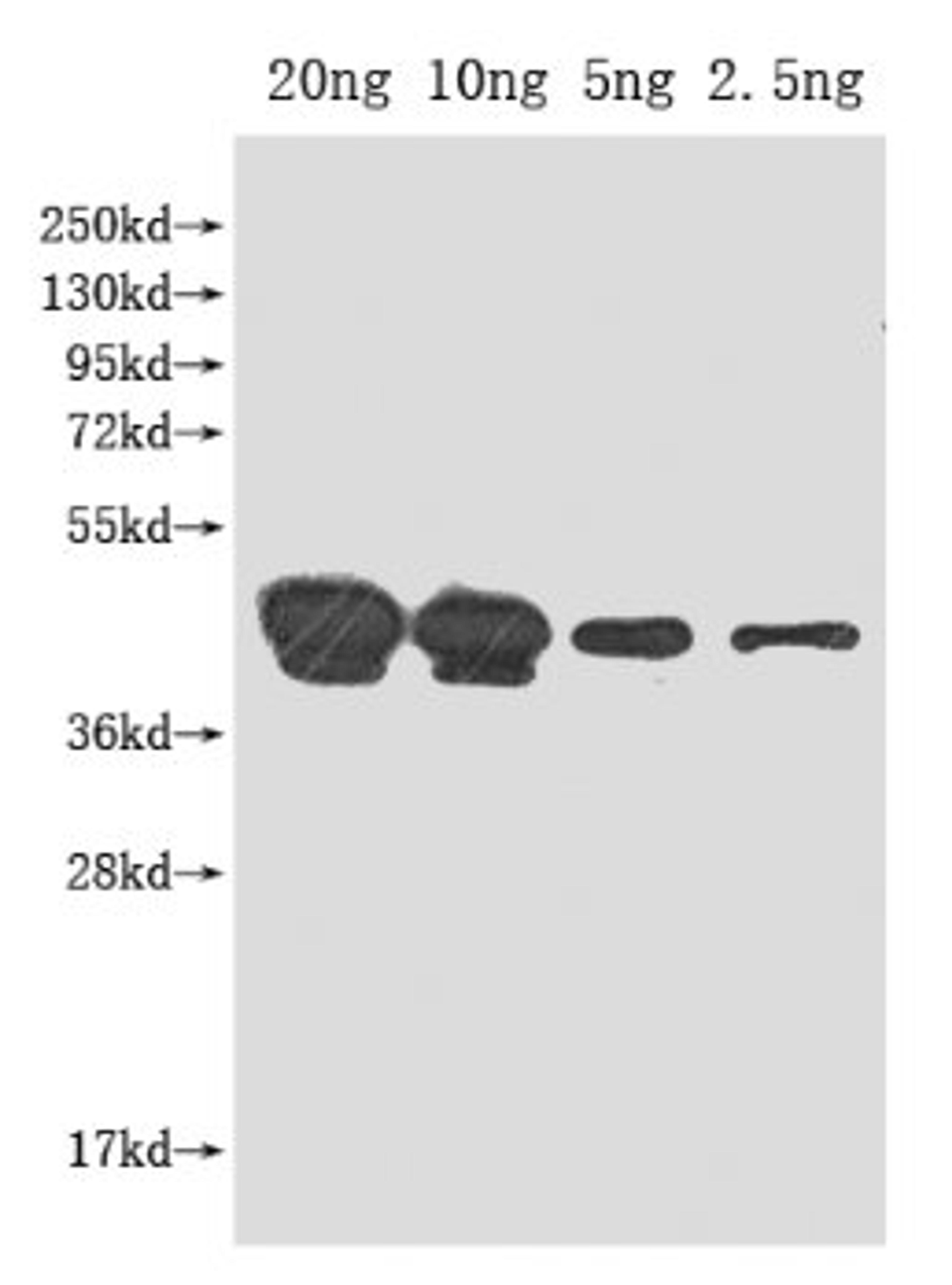 Western Blot. Positive WB detected in Recombinant protein. All lanes: pho antibody at 1:2000. Secondary. Goat polyclonal to rabbit IgG at 1/50000 dilution. Predicted band size: 45 kDa. Observed band size: 45 kDa. 