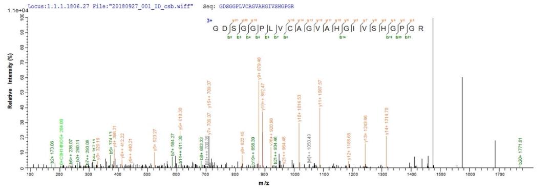 Based on the SEQUEST from database of E.coli host and target protein, the LC-MS/MS Analysis result of CSB-EP311424RA could indicate that this peptide derived from E.coli-expressed Rattus norvegicus (Rat) Mcpt4.