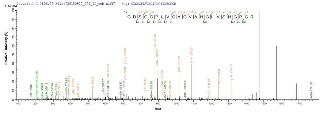 Based on the SEQUEST from database of E.coli host and target protein, the LC-MS/MS Analysis result of CSB-EP311424RA could indicate that this peptide derived from E.coli-expressed Rattus norvegicus (Rat) Mcpt4.