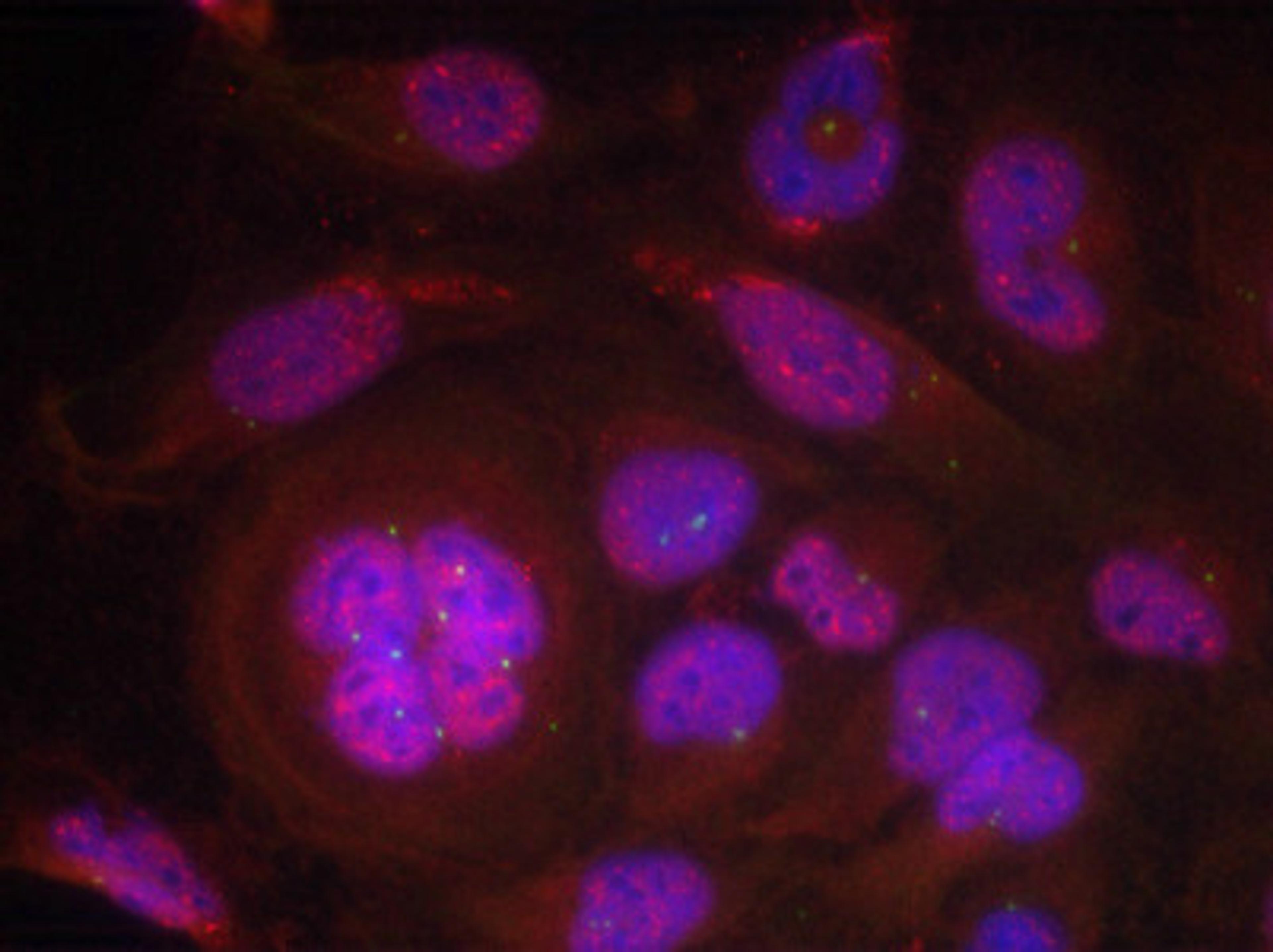 Immunofluorescence staining of methanol-fixed Hela cells using NFκ;B-p65 (Phospho-Ser276) Antibody.