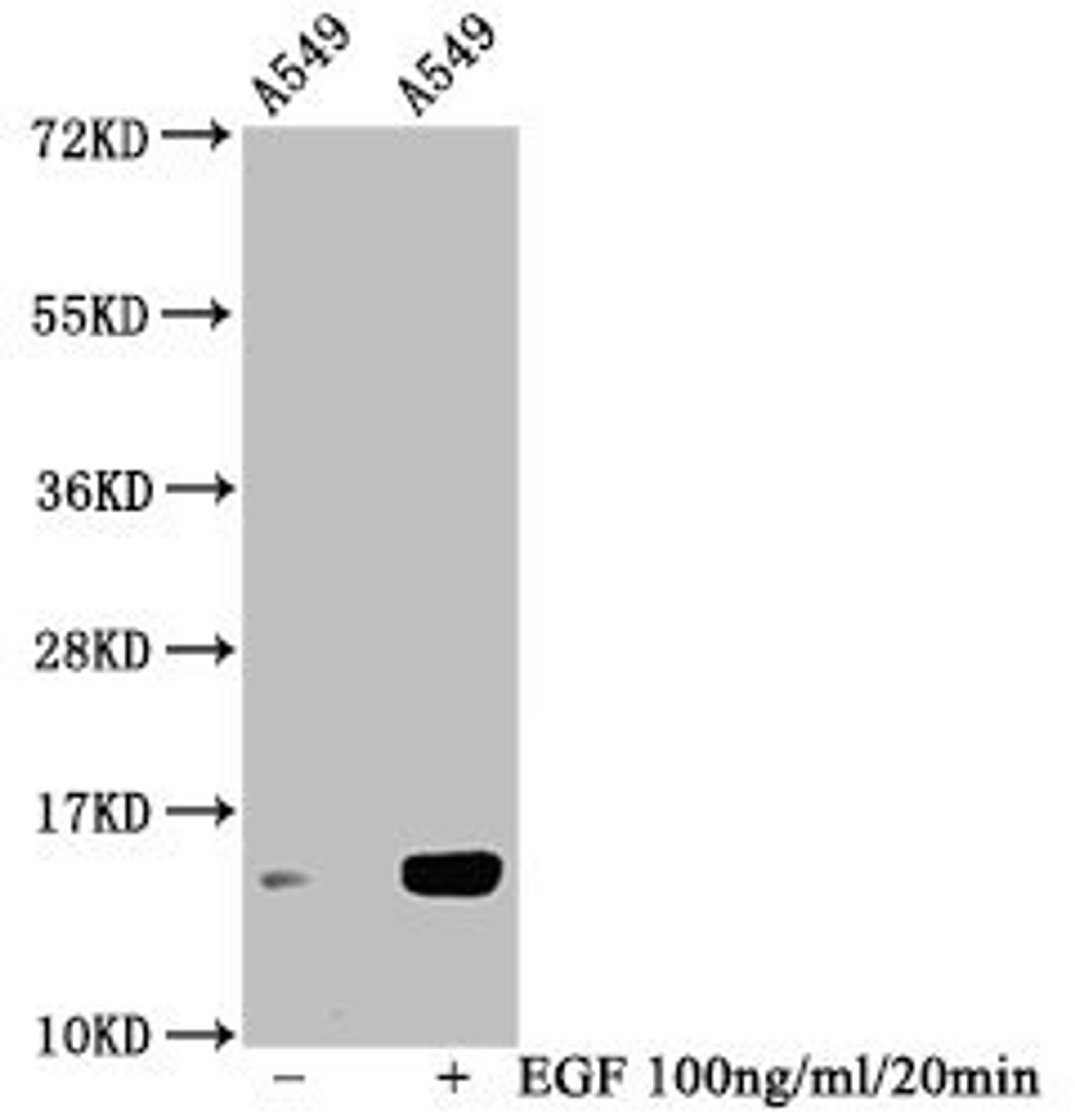 Western Blot. Detected samples: A549 whole cell lysate; Untreated (-) or treated (+) with 100ng/ml EGF for 20min. All lanes: HIST1H2BC antibody at 1:100. Secondary. Goat polyclonal to rabbit IgG at 1/50000 dilution. Predicted band size: 14 kDa. Observed band size: 14 kDa