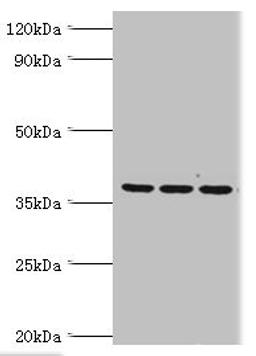 Western blot. All lanes: 39S ribosomal protein L1, mitochondrial antibody at 2ug/ml. Lane 1: Hela whole cell lysate. Lane 2: K562 whole cell lysate. Lane 3: HepG2 whole cell lysate. Secondary. Goat polyclonal to rabbit IgG at 1/10000 dilution. Predicted band size: 39 kDa. Observed band size: 39 kDa. 
