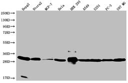 Western Blot. Positive WB detected in: HepG2 whole cell lysate, Ntera-2 whole cell lysate, MCF-7 whole cell lysate, Hela whole cell lysate, HEK293 whole cell lysate, A549 whole cell lysate, U251 whole cell lysate, PC3 whole cell lysate, U87 whole cell lysate. All lanes: BCAP31 antibody at 1:2000. Secondary. Goat polyclonal to rabbit IgG at 1/50000 dilution. Predicted band size: 28, 35 kDa. Observed band size: 28-36 kDa. 