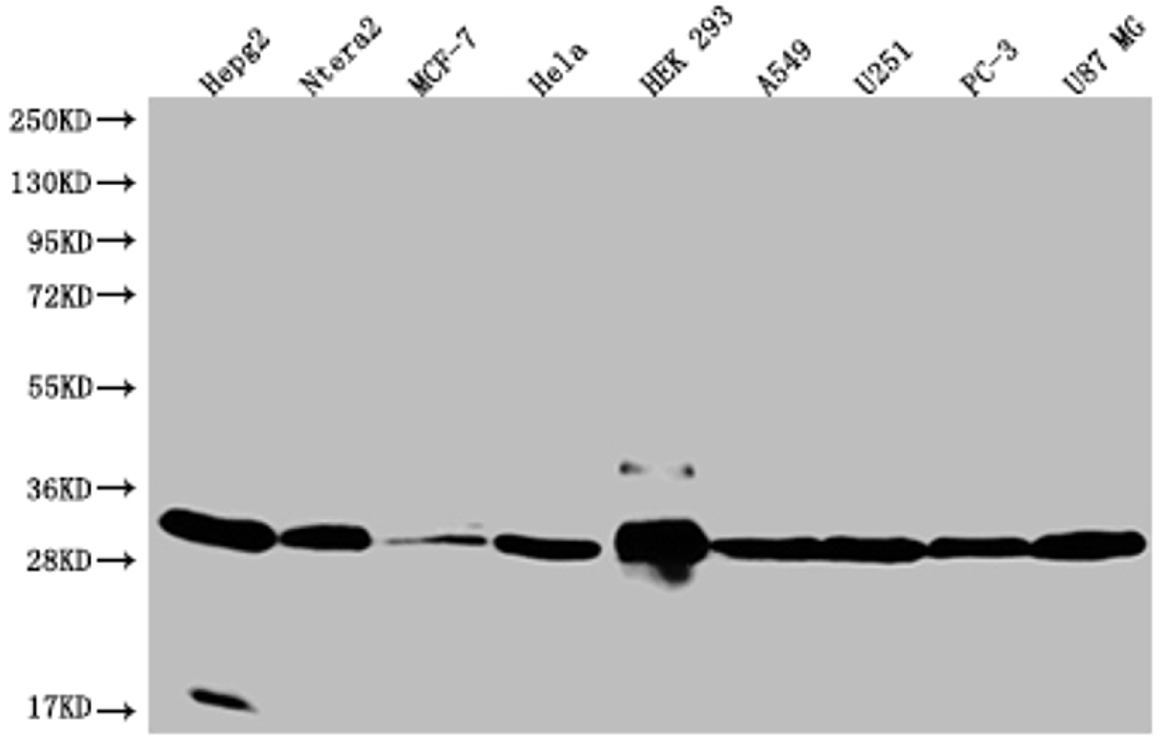 Western Blot. Positive WB detected in: HepG2 whole cell lysate, Ntera-2 whole cell lysate, MCF-7 whole cell lysate, Hela whole cell lysate, HEK293 whole cell lysate, A549 whole cell lysate, U251 whole cell lysate, PC3 whole cell lysate, U87 whole cell lysate. All lanes: BCAP31 antibody at 1:2000. Secondary. Goat polyclonal to rabbit IgG at 1/50000 dilution. Predicted band size: 28, 35 kDa. Observed band size: 28-36 kDa.