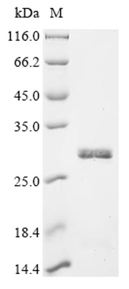 (Tris-Glycine gel) Discontinuous SDS-PAGE (reduced) with 5% enrichment gel and 15% separation gel.