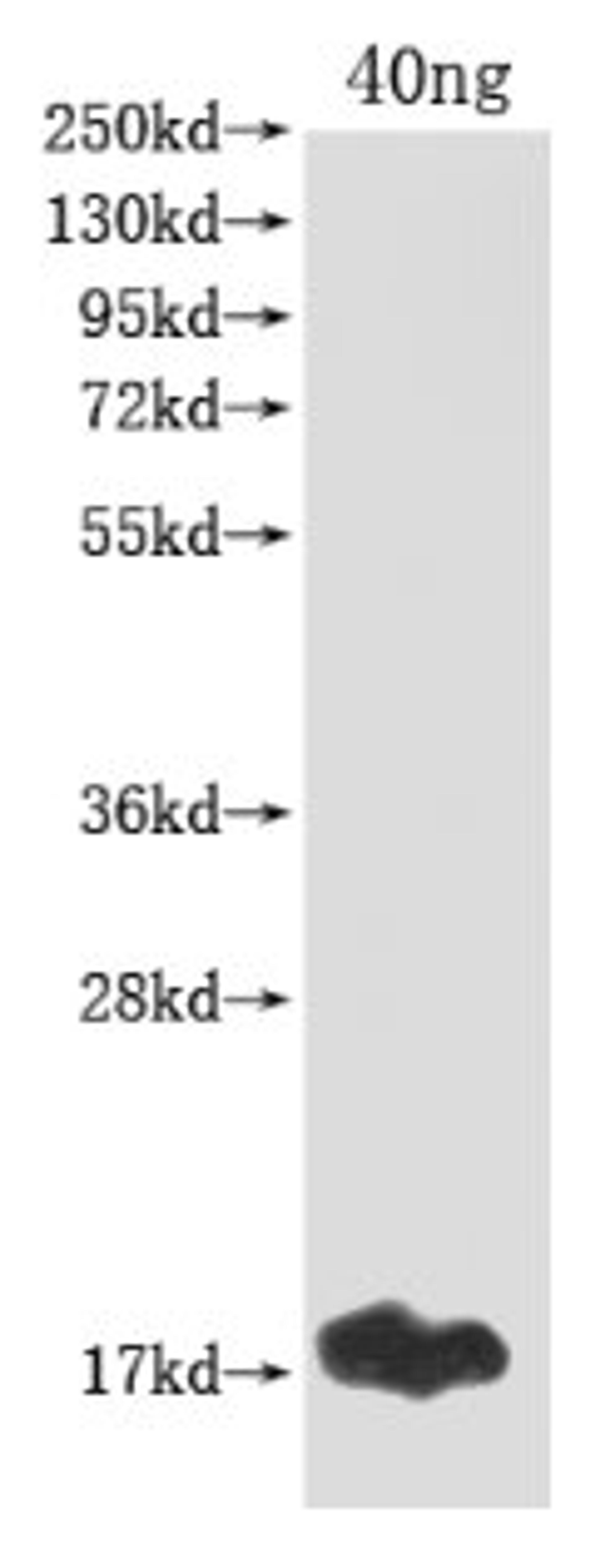 Western Blot. Positive WB detected in Recombinant protein. All lanes: gag antibody at 1:2000. Secondary. Goat polyclonal to rabbit IgG at 1/50000 dilution. Predicted band size: 17 kDa. Observed band size: 17 kDa.