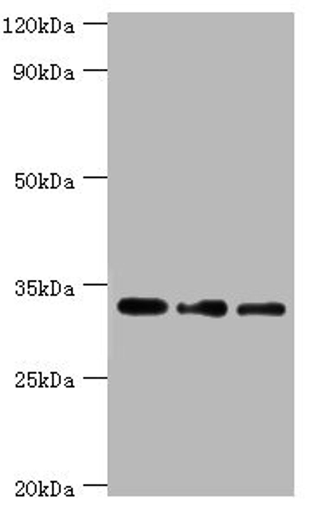 Western blot. All lanes: Corticosteroid 11-beta-dehydrogenase isozyme 1 antibody at 7ug/ml. Lane 1: Mouse liver tissue. Lane 2: Jurkat whole cell lysate. Lane 3: LO2 whole cell lysate. Secondary. Goat polyclonal to rabbit IgG at 1/10000 dilution. Predicted band size: 32 kDa. Observed band size: 32 kDa. 