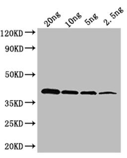 Western Blot. Positive WB detected in: recombinant protein. All lanes: oxyR Antibody at 1:1000. Secondary. Goat polyclonal to rabbit IgG at 1/50000 dilution. Predicted band size: 36 kDa. Observed band size: 36 kDa. 