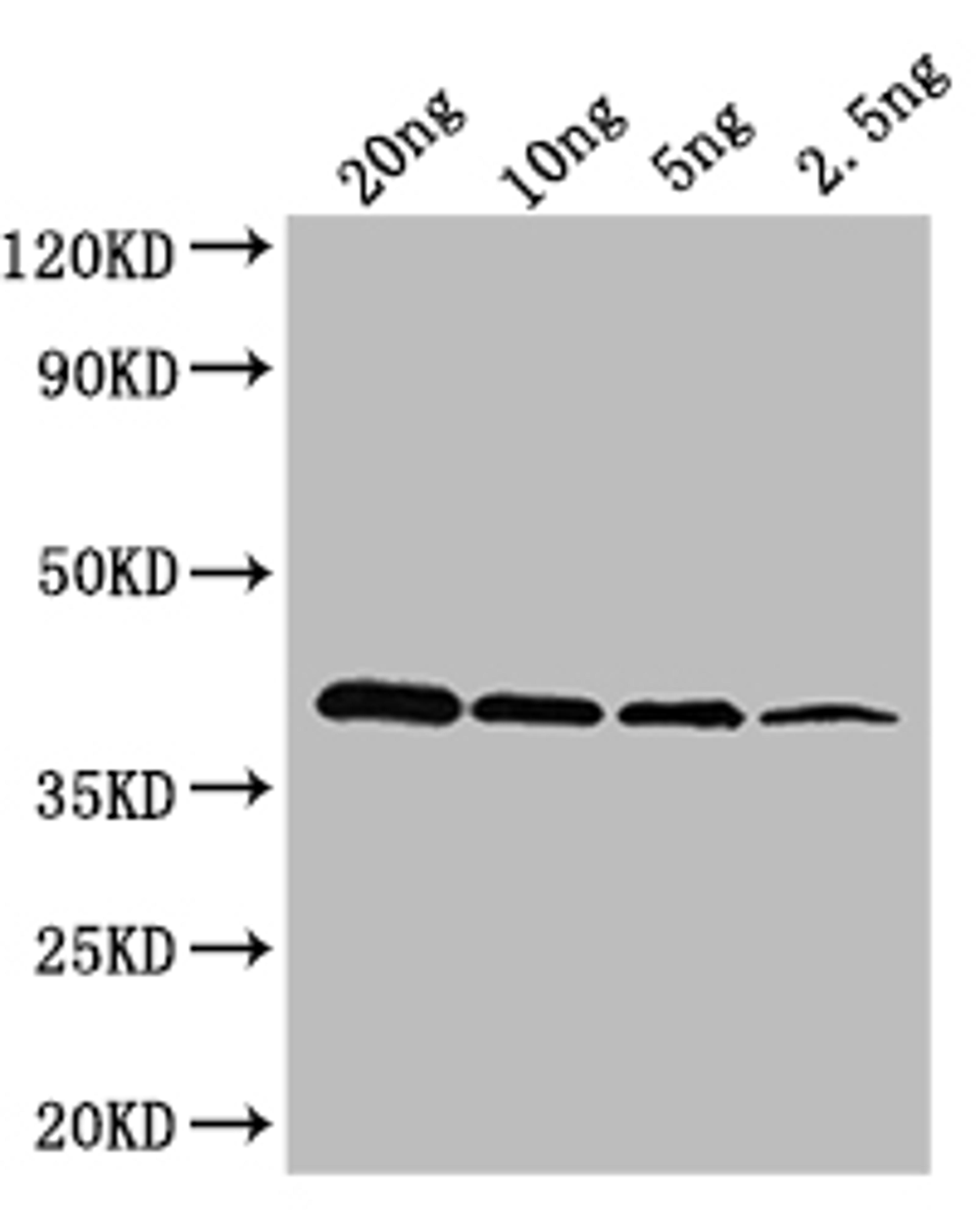 Western Blot. Positive WB detected in: recombinant protein. All lanes: oxyR Antibody at 1:1000. Secondary. Goat polyclonal to rabbit IgG at 1/50000 dilution. Predicted band size: 36 kDa. Observed band size: 36 kDa. 