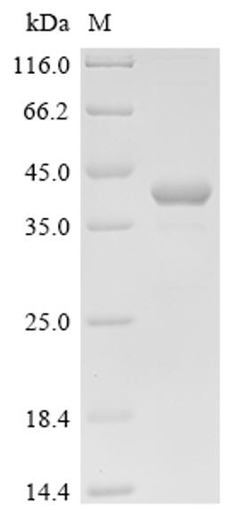 (Tris-Glycine gel) Discontinuous SDS-PAGE (reduced) with 5% enrichment gel and 15% separation gel.