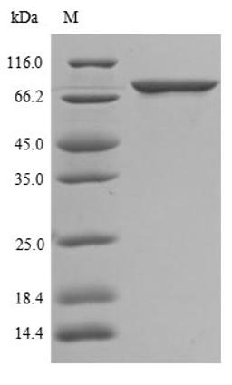 The reducing (R) protein migrates as 70 kDa in SDS-PAGE may be due to glycosylation.