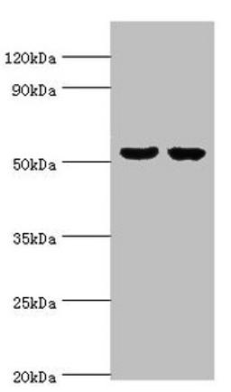 Western blot. All lanes: GBA3 antibody at 10µg/ml. Lane 1: Hela whole cell lysate. Lane 2: HepG2 whole cell lysate. Secondary. Goat polyclonal to rabbit IgG at 1/10000 dilution. Predicted band size: 54, 19 kDa. Observed band size: 54 kDa
