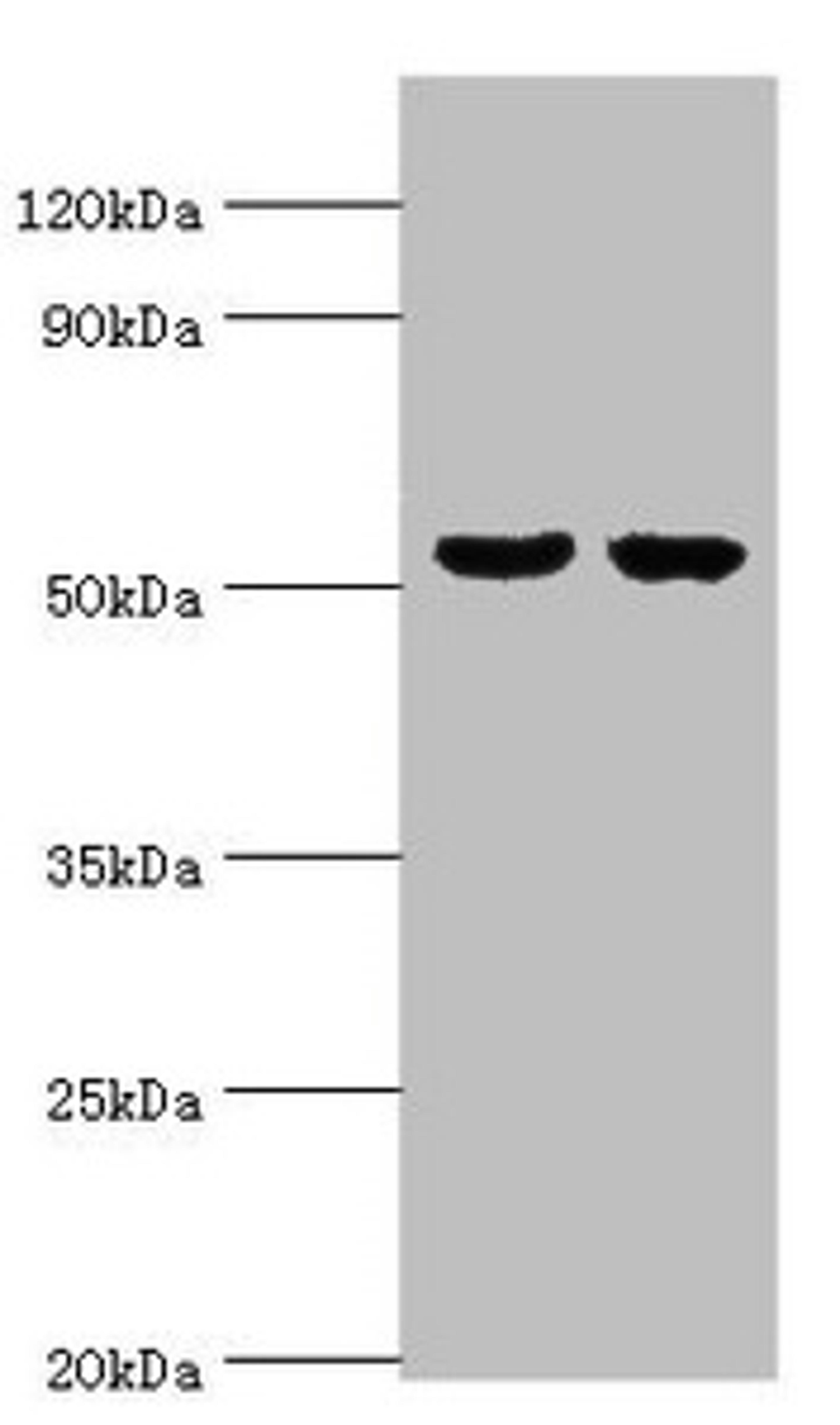 Western blot. All lanes: GBA3 antibody at 10µg/ml. Lane 1: Hela whole cell lysate. Lane 2: HepG2 whole cell lysate. Secondary. Goat polyclonal to rabbit IgG at 1/10000 dilution. Predicted band size: 54, 19 kDa. Observed band size: 54 kDa