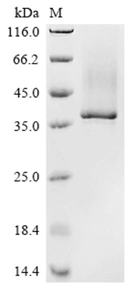 (Tris-Glycine gel) Discontinuous SDS-PAGE (reduced) with 5% enrichment gel and 15% separation gel.