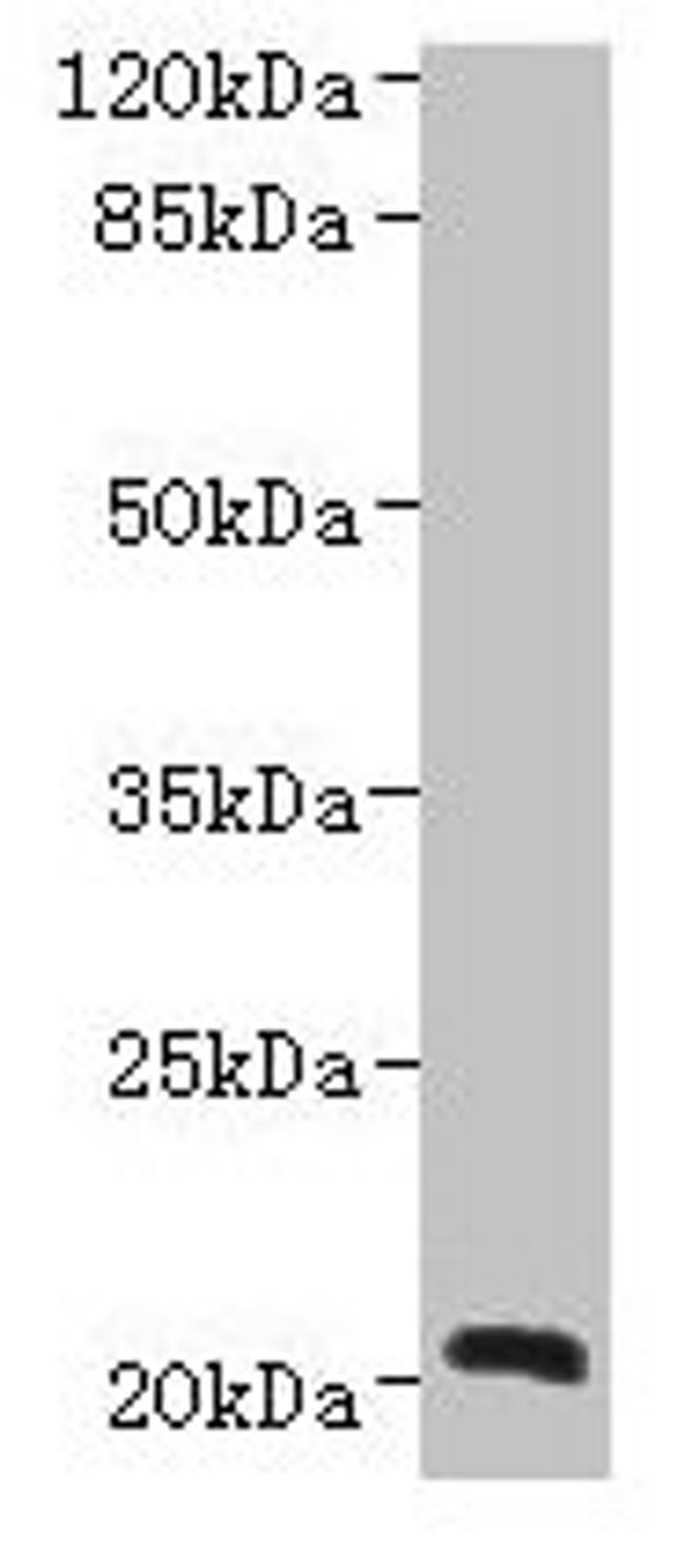 Western blot. All lanes: NICN1 antibody at 4µg/ml + U937 whole cell lysate. Secondary. Goat polyclonal to rabbit IgG at 1/10000 dilution. Predicted band size: 25, 20 kDa. Observed band size: 20 kDa