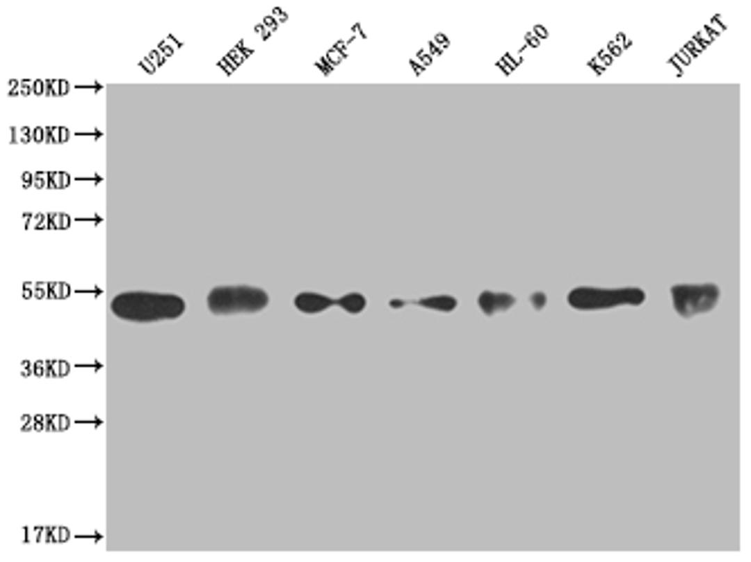 Western Blot. Positive WB detected in: U251 whole cell lysate, HEK293 whole cell lysate, MCF-7 whole cell lysate, A549 whole cell lysate, HL-60 whole cell lysate, K562 whole cell lysate, Jurkat whole cell lysate. All lanes: COPS3 antibody at 1:2000. Secondary. Goat polyclonal to rabbit IgG at 1/50000 dilution. Predicted band size: 48, 46 kDa. Observed band size: 40-55 kDa. 