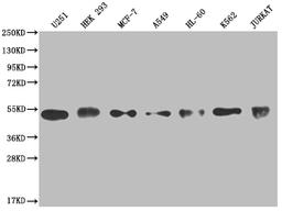 Western Blot. Positive WB detected in: U251 whole cell lysate, HEK293 whole cell lysate, MCF-7 whole cell lysate, A549 whole cell lysate, HL-60 whole cell lysate, K562 whole cell lysate, Jurkat whole cell lysate. All lanes: COPS3 antibody at 1:2000. Secondary. Goat polyclonal to rabbit IgG at 1/50000 dilution. Predicted band size: 48, 46 kDa. Observed band size: 40-55 kDa. 
