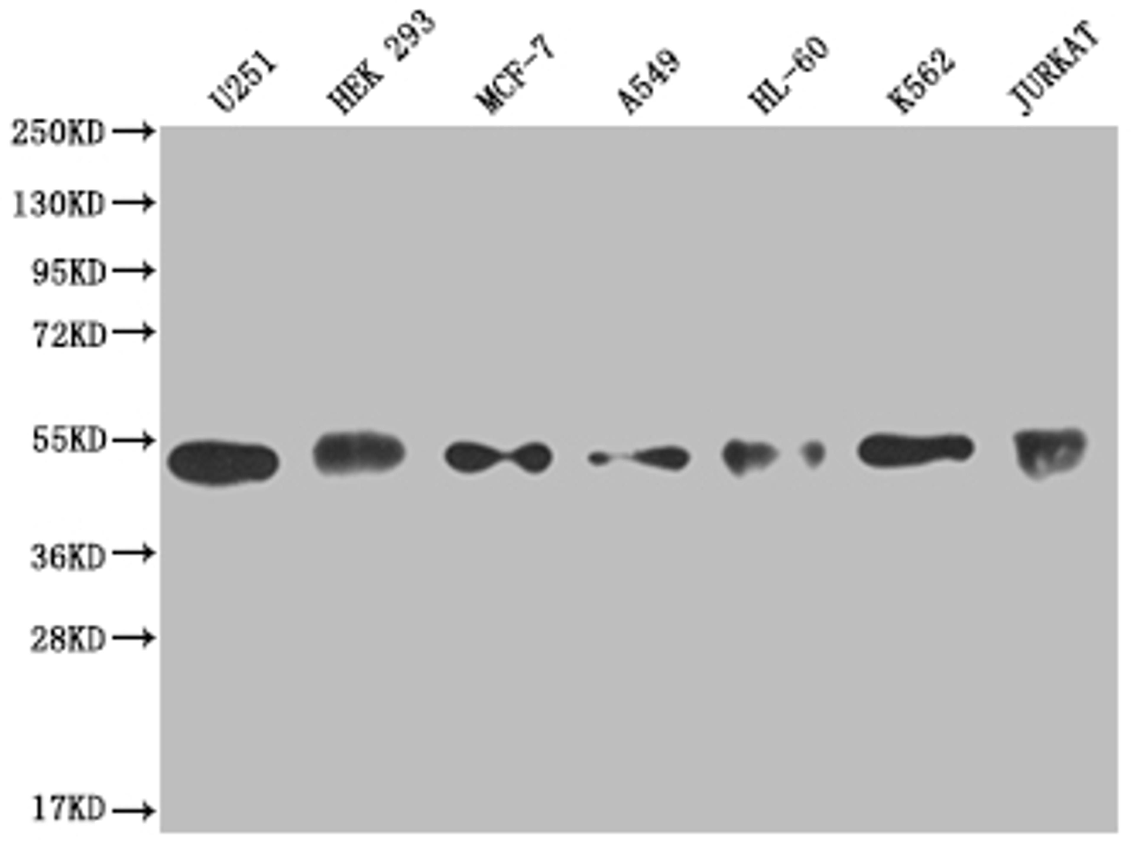 Western Blot. Positive WB detected in: U251 whole cell lysate, HEK293 whole cell lysate, MCF-7 whole cell lysate, A549 whole cell lysate, HL-60 whole cell lysate, K562 whole cell lysate, Jurkat whole cell lysate. All lanes: COPS3 antibody at 1:2000. Secondary. Goat polyclonal to rabbit IgG at 1/50000 dilution. Predicted band size: 48, 46 kDa. Observed band size: 40-55 kDa. 