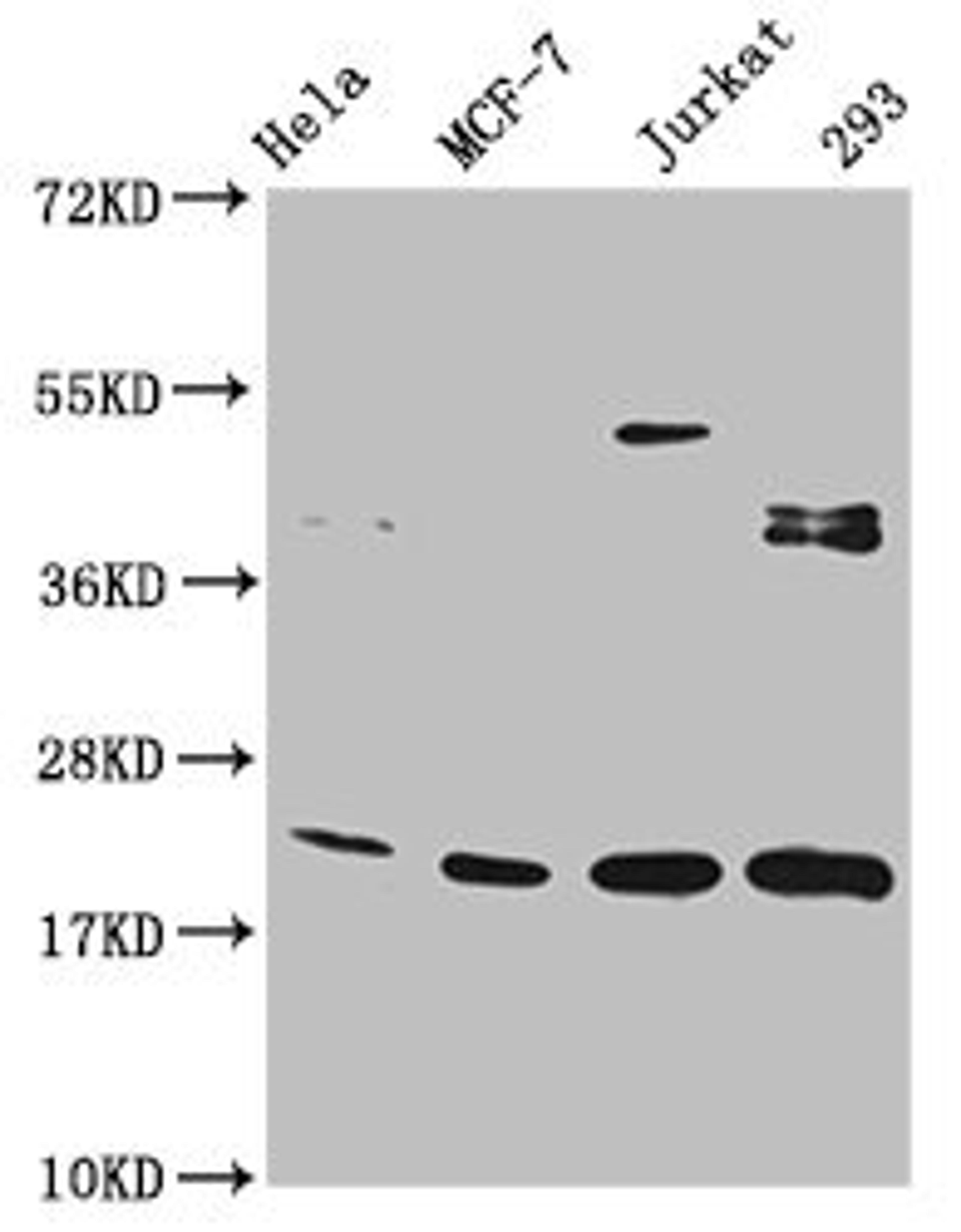 Western Blot. Positive WB detected in: Hela whole cell lysate, MCF-7 whole cell lysate, Jurkat whole cell lysate, 293 whole cell lysate. All lanes: HIST1H1C antibody at 1:100. Secondary. Goat polyclonal to rabbit IgG at 1/50000 dilution. Predicted band size: 22 kDa. Observed band size: 22 kDa