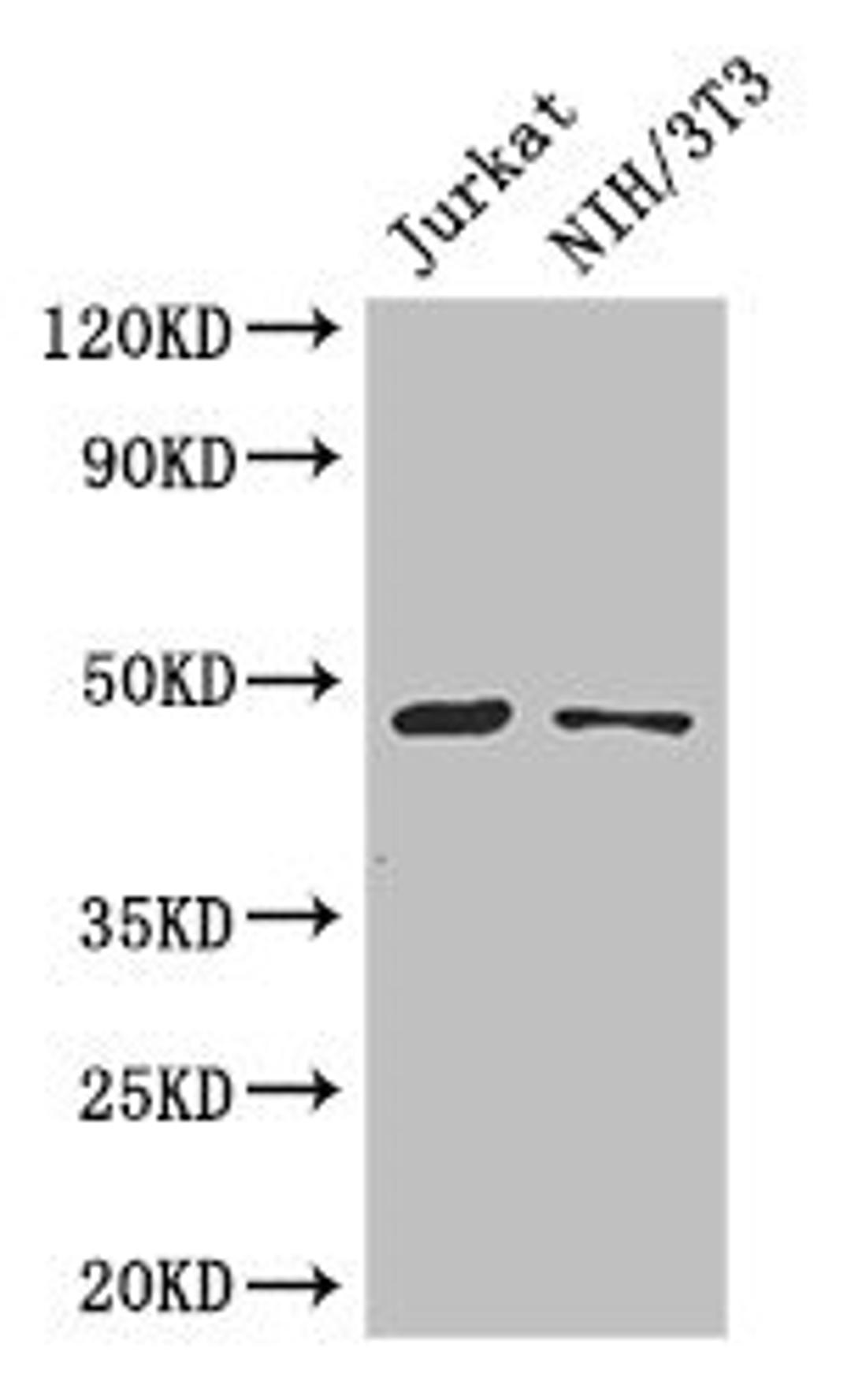 Western Blot. Positive WB detected in: Jurkat whole cell lysate, NIH/3T3 whole cell lysate. All lanes: SGK1 antibody at 3µg/ml. Secondary. Goat polyclonal to rabbit IgG at 1/50000 dilution. Predicted band size: 49, 60, 51, 48, 53 kDa. Observed band size: 49 kDa
