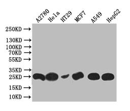 Western Blot. Positive WB detected in: HT29 whole cell lysate, Hela whole cell lysate, HT29 whole cell lysate, MCF7 whole cell lysate, A549 whole cell lysate, HEPG2 whole cell lysate. All lanes: HE4 antibody at 1:1000. Secondary. Goat polyclonal to rabbit IgG at 1/50000 dilution. Predicted band size: 25 kDa. Observed band size: 25 kDa. 