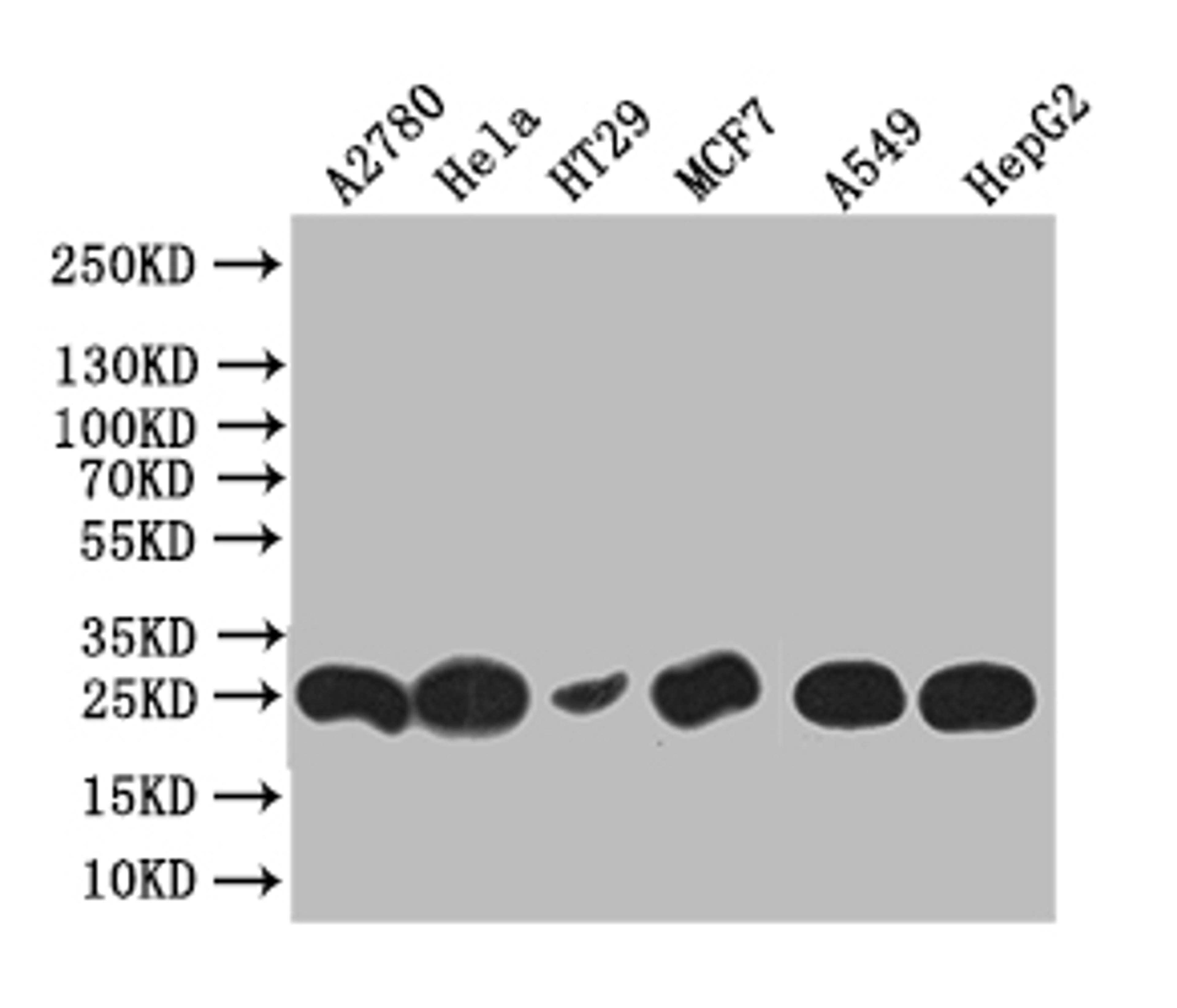 Western Blot. Positive WB detected in: HT29 whole cell lysate, Hela whole cell lysate, HT29 whole cell lysate, MCF7 whole cell lysate, A549 whole cell lysate, HEPG2 whole cell lysate. All lanes: HE4 antibody at 1:1000. Secondary. Goat polyclonal to rabbit IgG at 1/50000 dilution. Predicted band size: 25 kDa. Observed band size: 25 kDa. 