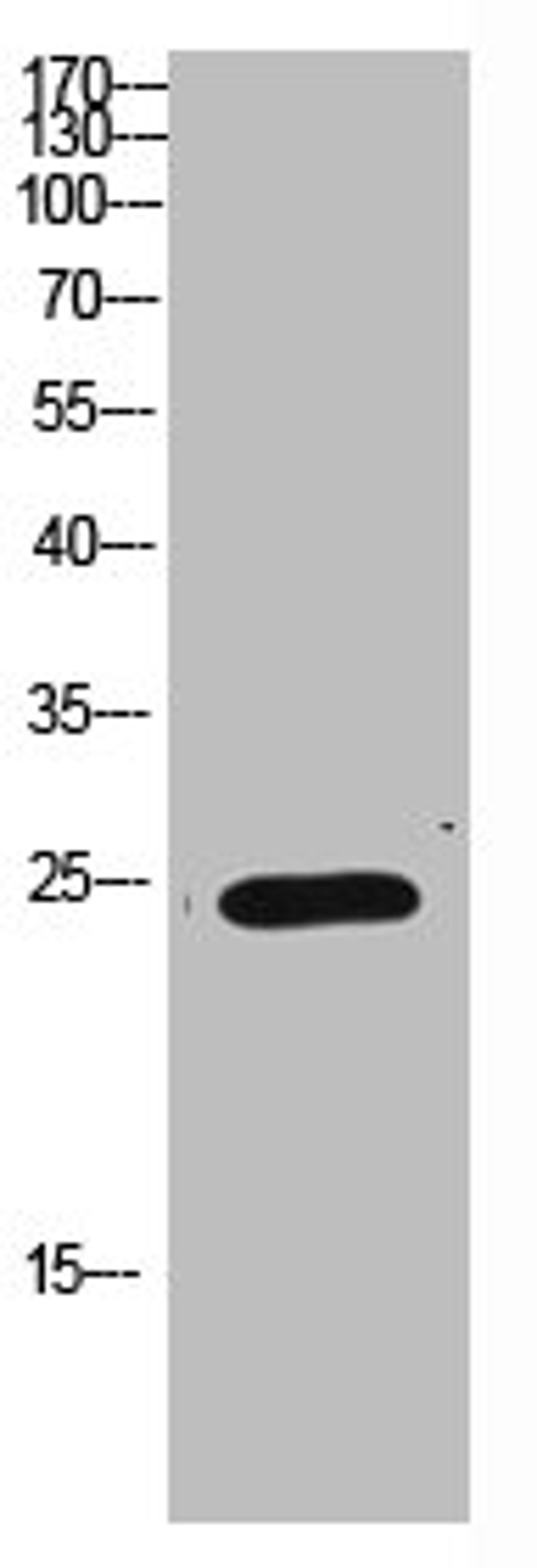Western Blot analysis of HEPG2 cells using Antibody diluted at 1000. Secondary antibody  was diluted at 1:20000