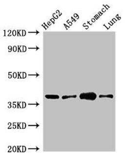 Western Blot. Positive WB detected in: HepG2 whole cell lysate, A549 whole cell lysate, Mouse stomach tissue, Mouse lung tissue. All lanes: PARD6A antibody at 2.5µg/ml. Secondary. Goat polyclonal to rabbit IgG at 1/50000 dilution. Predicted band size: 38 kDa. Observed band size: 38 kDa