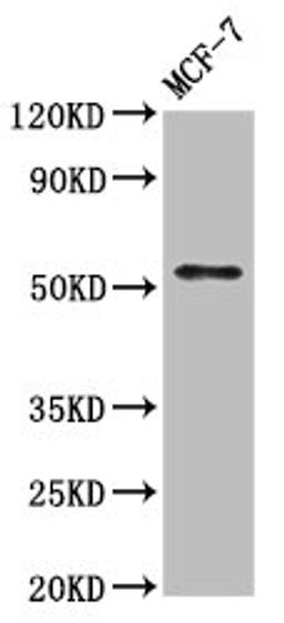 Western Blot. Positive WB detected in: MCF-7 whole cell lysate. All lanes: WASF3 antibody at 7µg/ml. Secondary. Goat polyclonal to rabbit IgG at 1/50000 dilution. Predicted band size: 56 kDa. Observed band size: 56 kDa