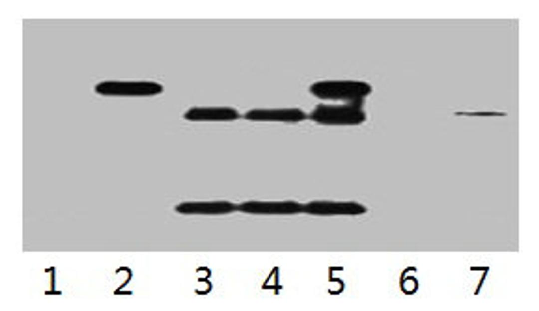 IP antibody use: 5µg HA Mouse IgG1 per ml Lysate, WB 1:5000. Lane 1: untransfected 293 cell lysate. Lane 2: transfected 293 cell lysate with HA-tag fusion protein. Lane 3: IP (untransfted 293 + anti-HA mAb + Protein G agarose). Lane 4: IP (transfected 293 + normal Mouse IgG + Protein G agarose). Lane 5: IP (transfected 293 + anti-HA mAb + Protein G agarose). Lane 6: IP (transfected 293 + Protein G). Lane 7: Recombinant protein (E.coli). 