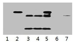 IP antibody use: 5µg HA Mouse IgG1 per ml Lysate, WB 1:5000. Lane 1: untransfected 293 cell lysate. Lane 2: transfected 293 cell lysate with HA-tag fusion protein. Lane 3: IP (untransfted 293 + anti-HA mAb + Protein G agarose). Lane 4: IP (transfected 293 + normal Mouse IgG + Protein G agarose). Lane 5: IP (transfected 293 + anti-HA mAb + Protein G agarose). Lane 6: IP (transfected 293 + Protein G). Lane 7: Recombinant protein (E.coli). 