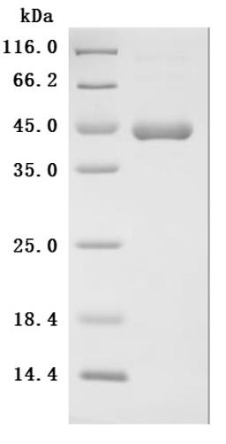 (Tris-Glycine gel) Discontinuous SDS-PAGE (reduced) with 5% enrichment gel and 15% separation gel.