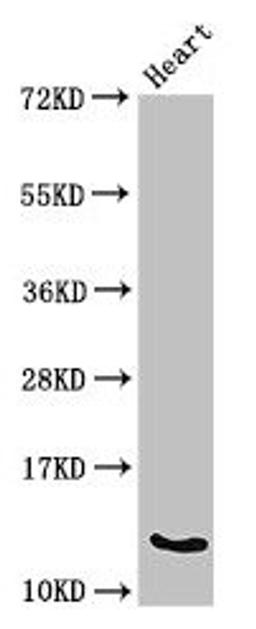 Western Blot. Positive WB detected in: Mouse heart tissue. All lanes: Ocm antibody at 3µg/ml. Secondary. Goat polyclonal to rabbit IgG at 1/50000 dilution. Predicted band size: 13 kDa. Observed band size: 13 kDa