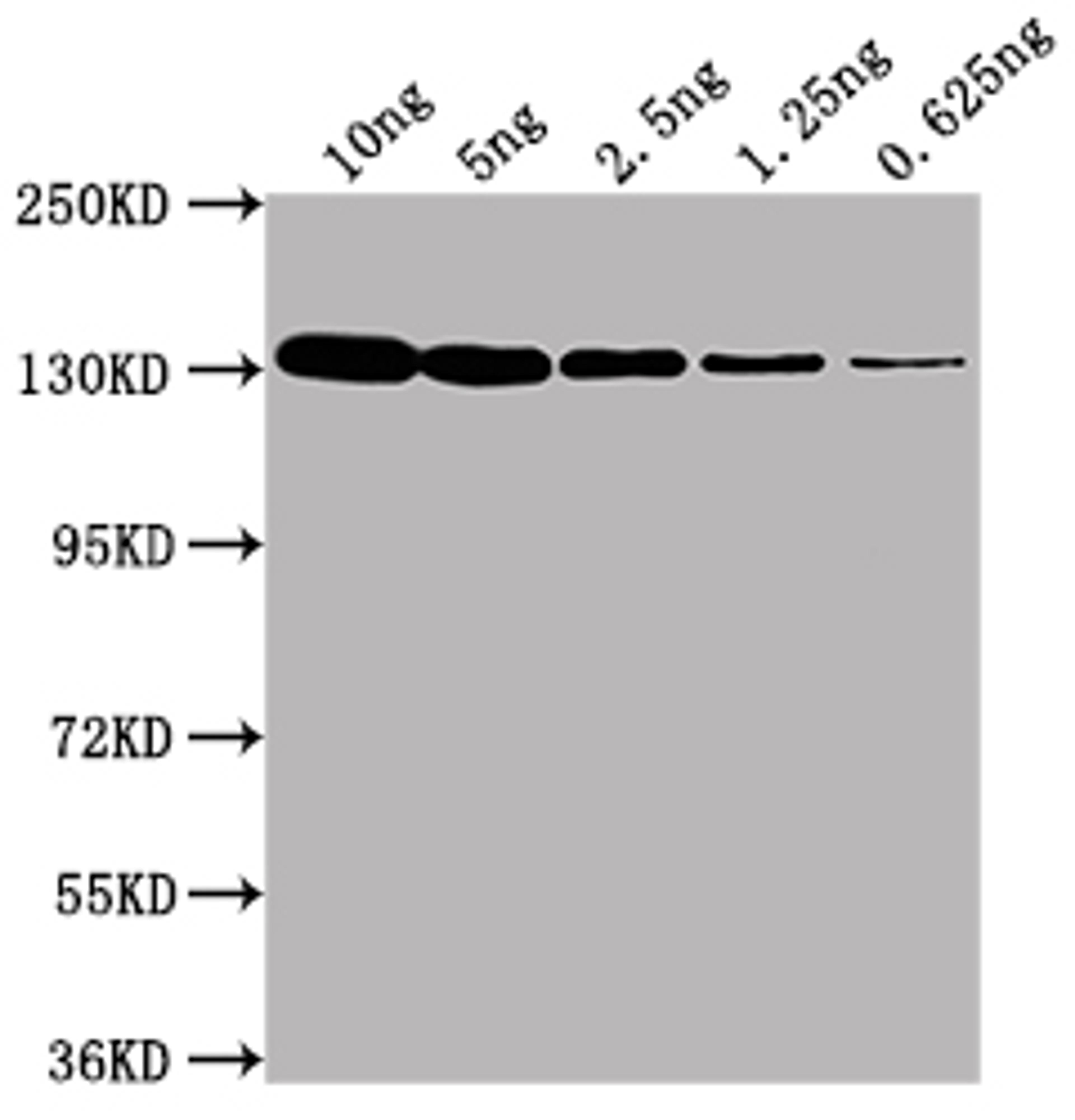 Western Blot. Positive WB detected in Recombinant protein (10ng, 5ng, 2.5ng, 1.25ng, 0.625ng). All lanes: lacZ antibody at 1:2000. Secondary. Goat polyclonal to Mouse IgG at 1/50000 dilution. Predicted band size: 117 kDa. Observed band size: 130 kDa. 