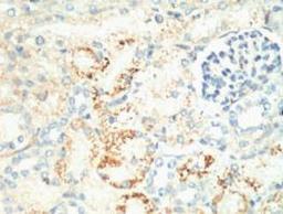 IHC staining of Mouse Kidney tissue, diluted at 1:200.