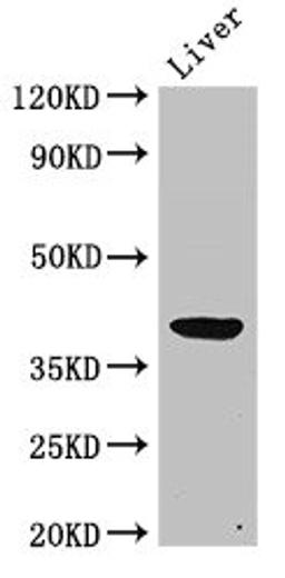 Western Blot. Positive WB detected in: Rat liver tissue. All lanes: ADH5 antibody at 2ug/ml. Secondary. Goat polyclonal to rabbit IgG at 1/50000 dilution. Predicted band size: 40 kDa. Observed band size: 40 kDa. 