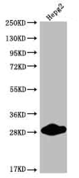 Western Blot. Positive WB detected in: HepG2 whole cell lysate. All lanes: CDX1 antibody at 1:2000. Secondary. Goat polyclonal to rabbit IgG at 1/50000 dilution. Predicted band size: 29, 15 kDa. Observed band size: 25-30 kDa. 