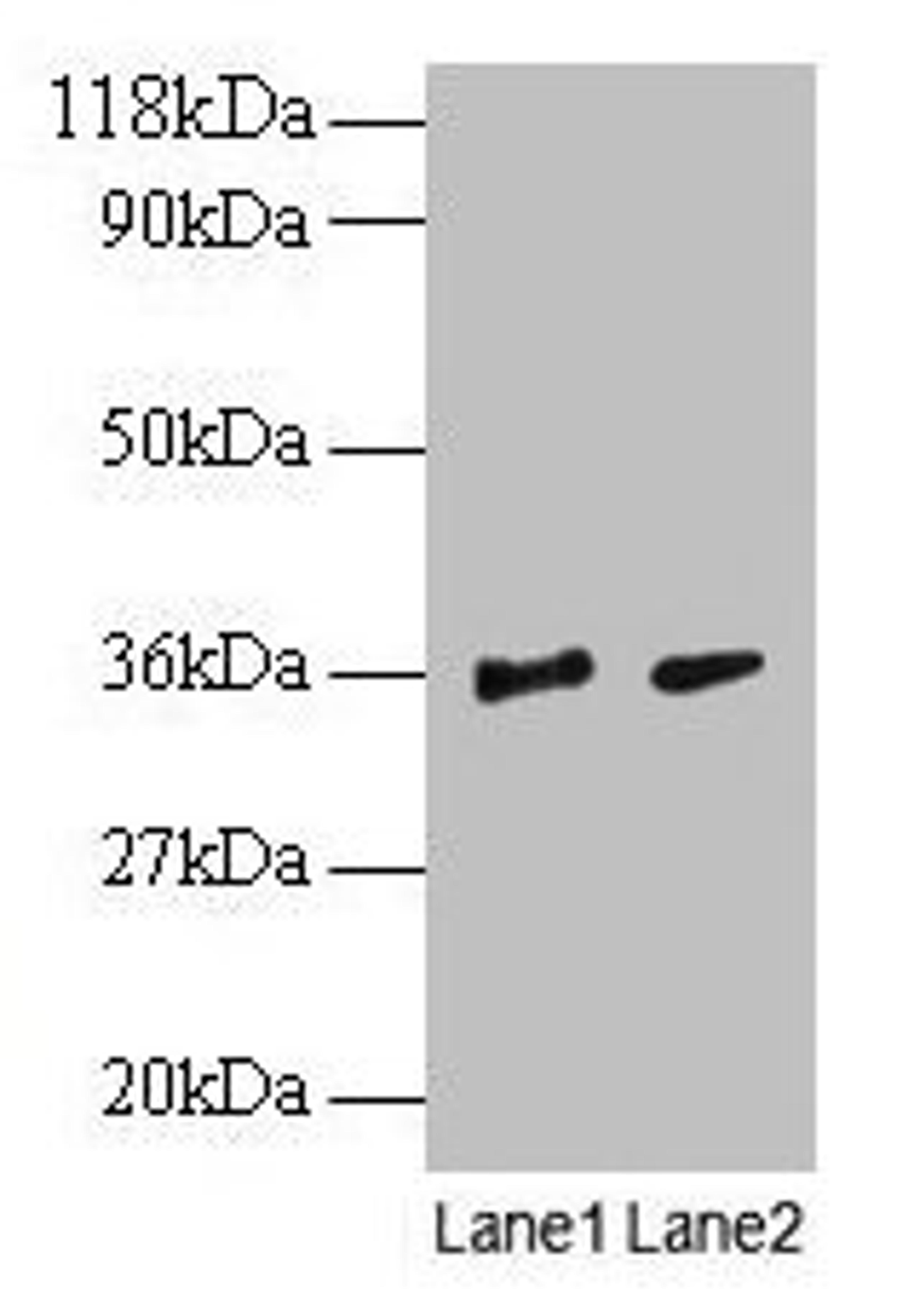 Western blot. All lanes: SNRPG antibody at 2µg/ml. Lane 1: EC109 whole cell lysate. Lane 2: 293T whole cell lysate. Secondary. Goat polyclonal to rabbit IgG at 1/15000 dilution. Predicted band size: 9 kDa. Observed band size: 36 kDa