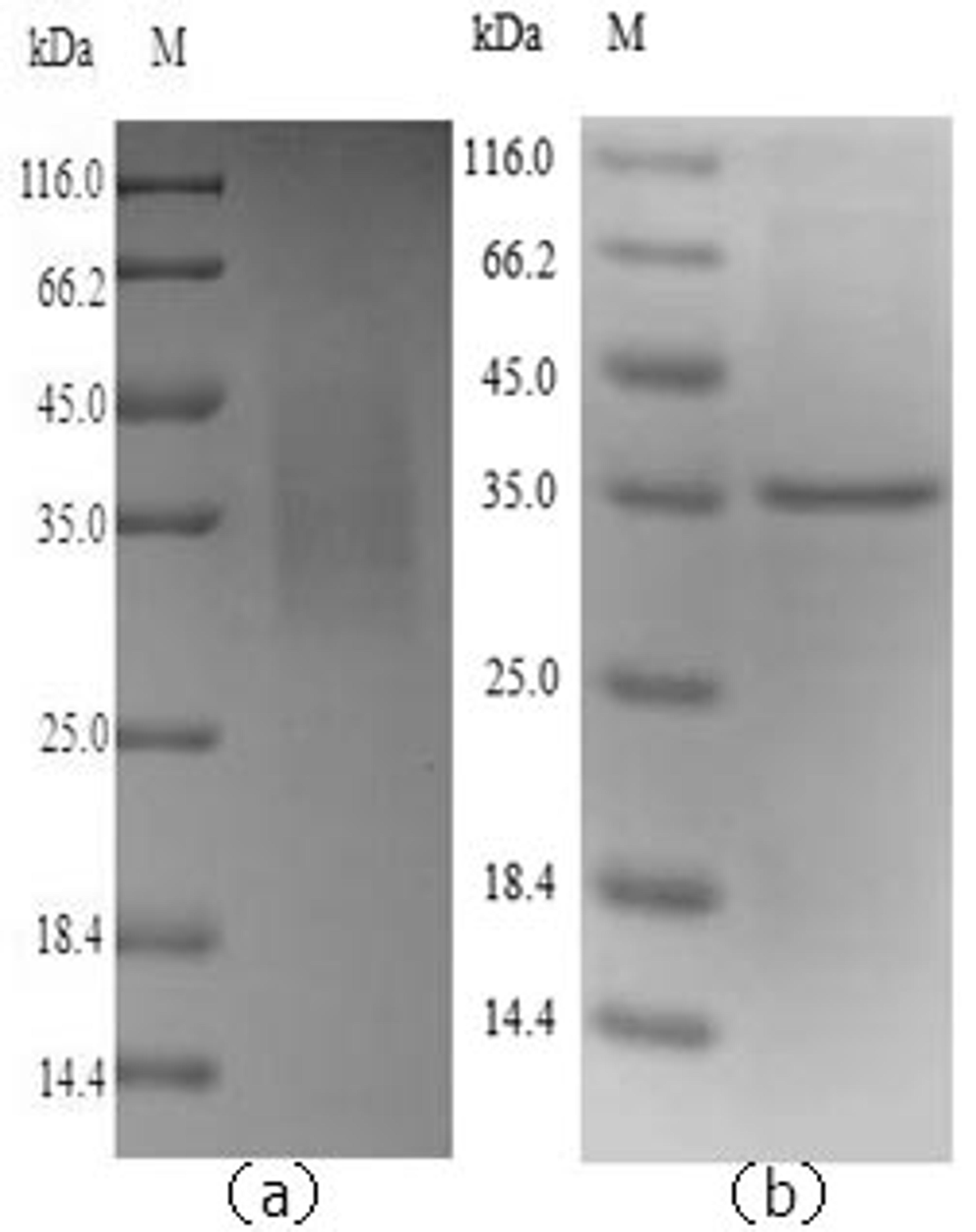 (Tris-Glycine gel) Discontinuous SDS-PAGE (reduced) with 5% enrichment gel and 15% separation gel.