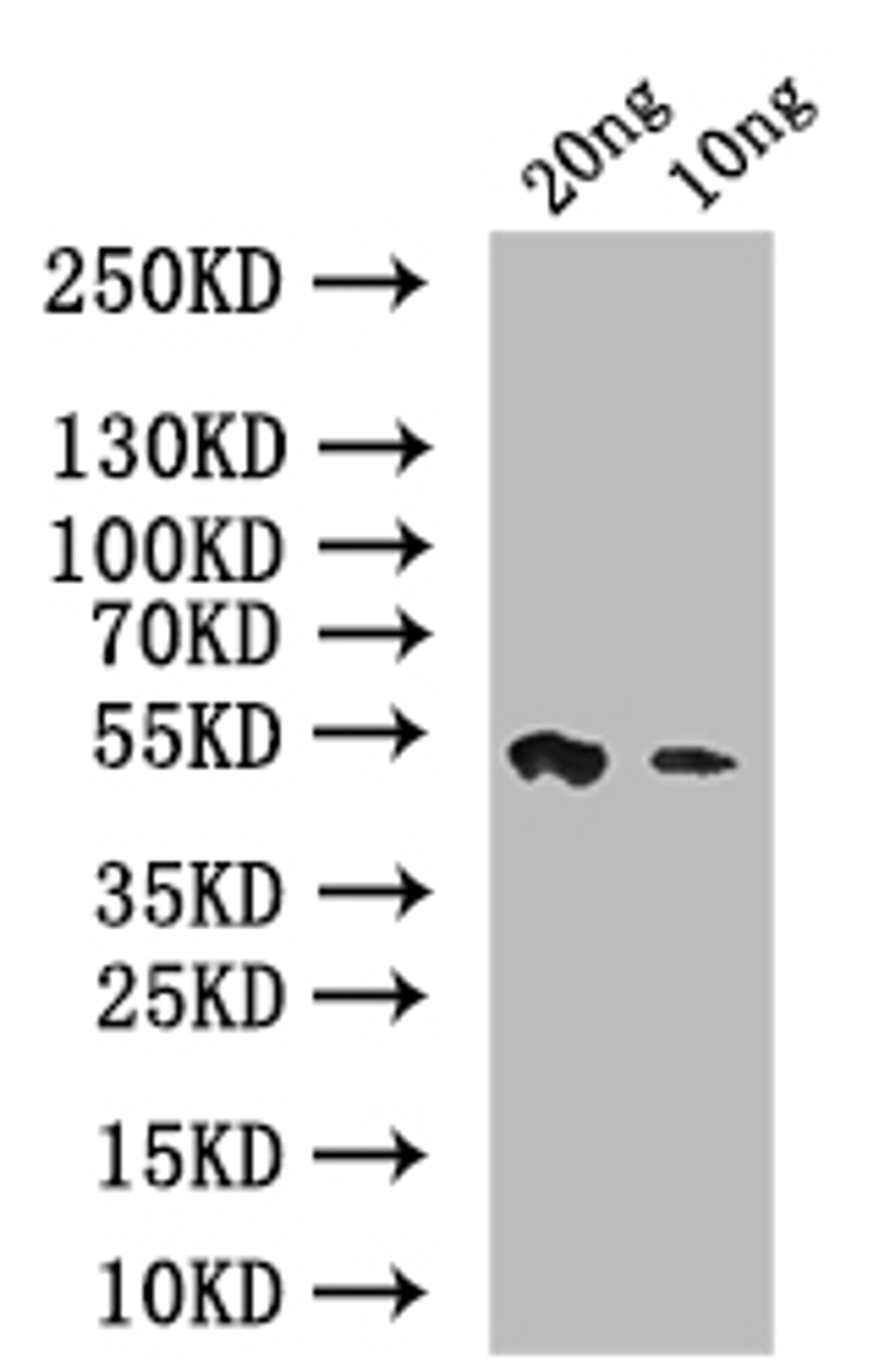 Western Blot. Positive WB detected in: recombinant protein. All lanes: psaA Antibody at 1:1000. Secondary. Goat polyclonal to rabbit IgG at 1/50000 dilution. Predicted band size: 42 kDa. Observed band size: 42 kDa. 