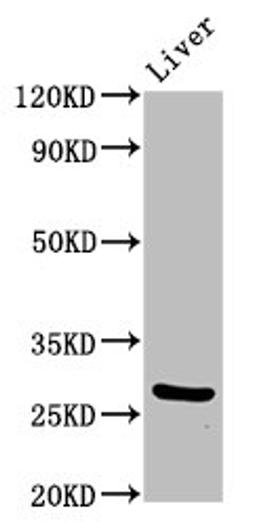 Western Blot. Positive WB detected in: Mouse liver tissue. All lanes: PIK3IP1 antibody at 7ug/ml. Secondary. Goat polyclonal to rabbit IgG at 1/50000 dilution. Predicted band size: 29, 26, 12, 19, 20 kDa. Observed band size: 29 kDa. 
